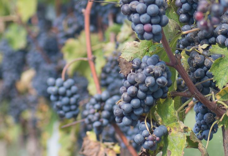 vigne-rosso-conero-1013.jpg